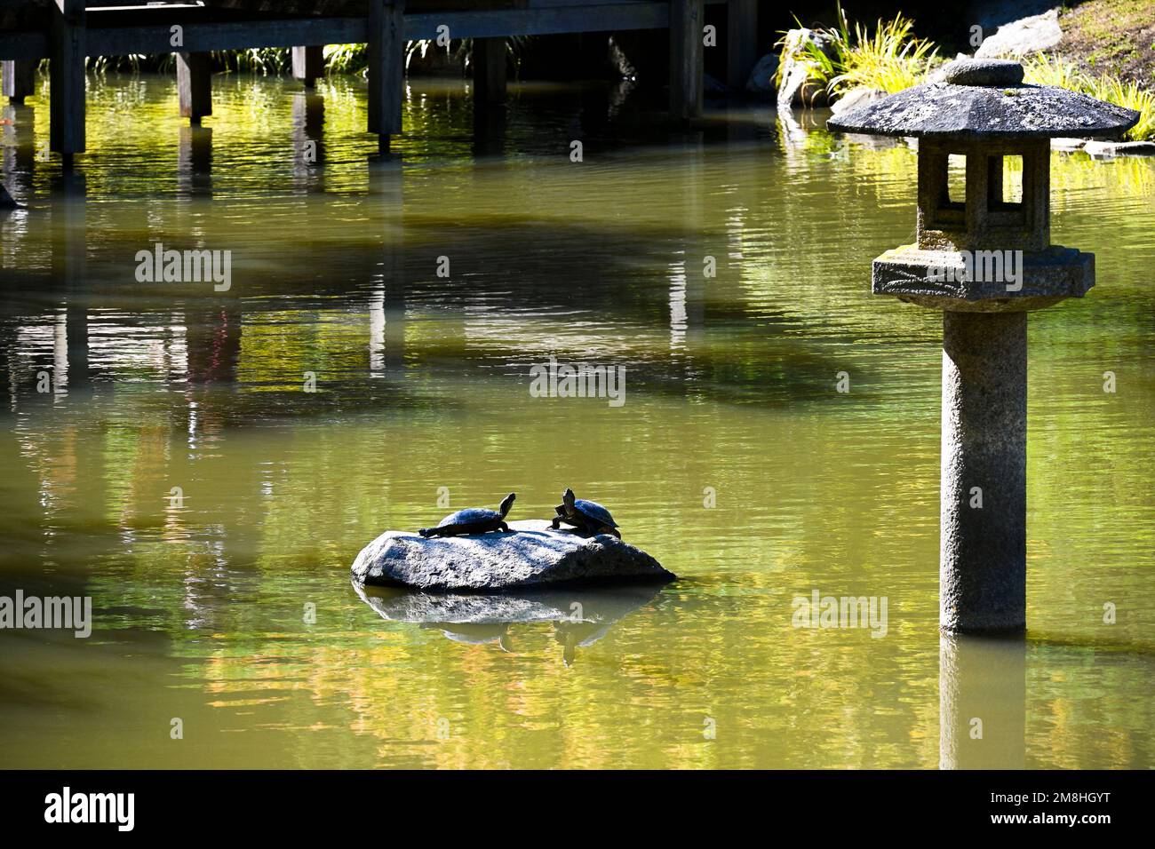 Geoemydidae pair of terrapins sunbathing in artificial lake in park Stock Photo