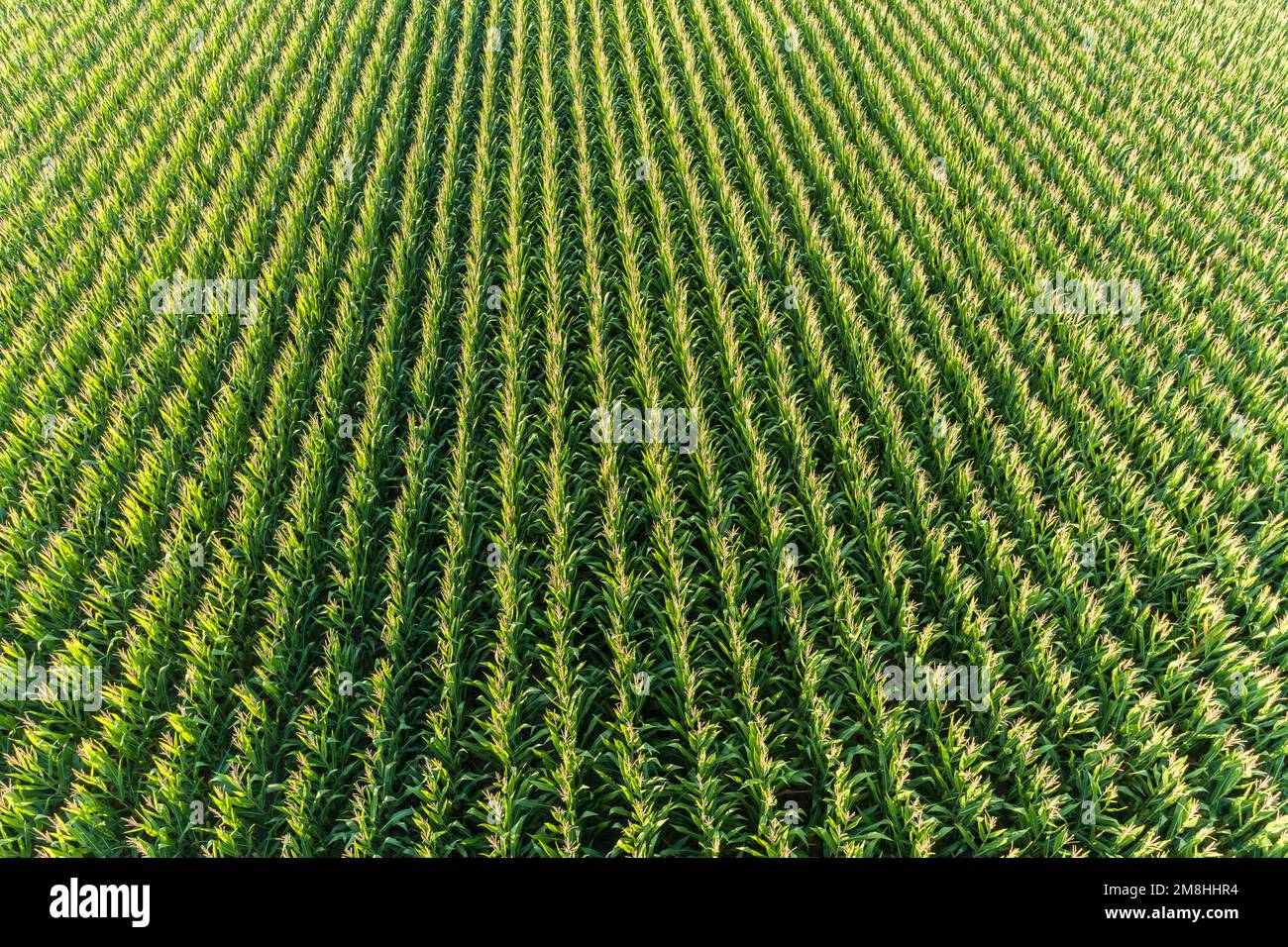 Corn rows abstract hi-res stock photography and images - Alamy