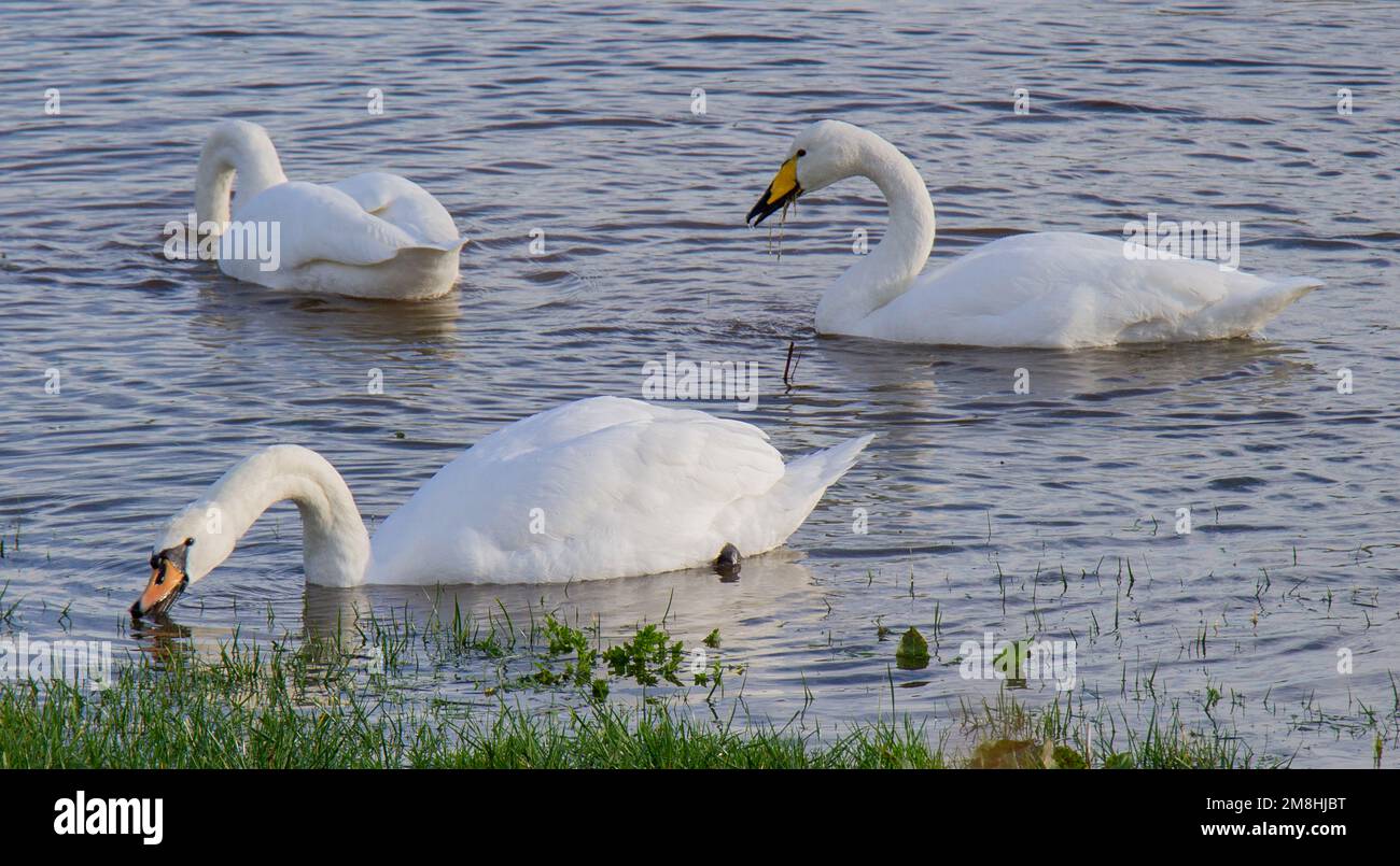 Whooper Swans  Cygnus cygnus in adult plumage feeding in flooded field. Stock Photo