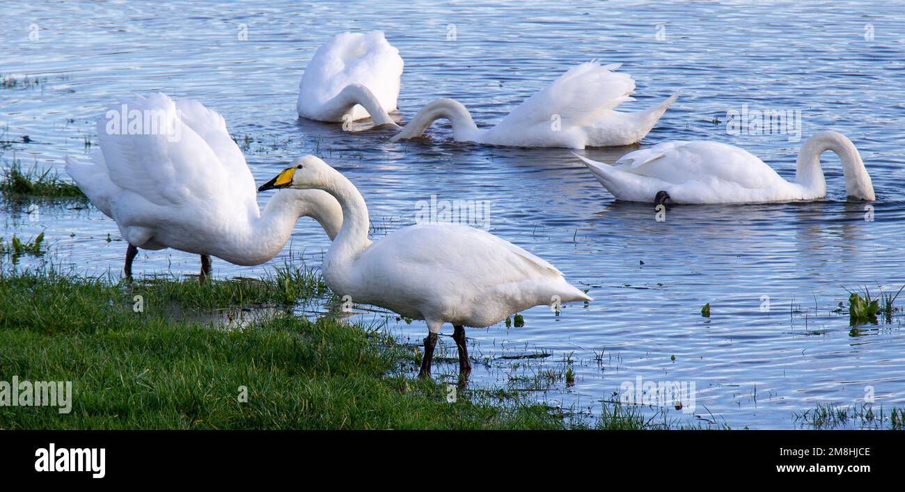 Whooper Swans  Cygnus cygnus in adult plumage feeding in flooded field. Stock Photo