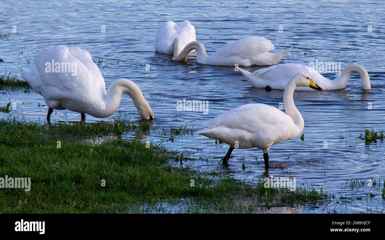 Whooper Swans  Cygnus cygnus in adult plumage feeding in flooded field. Stock Photo