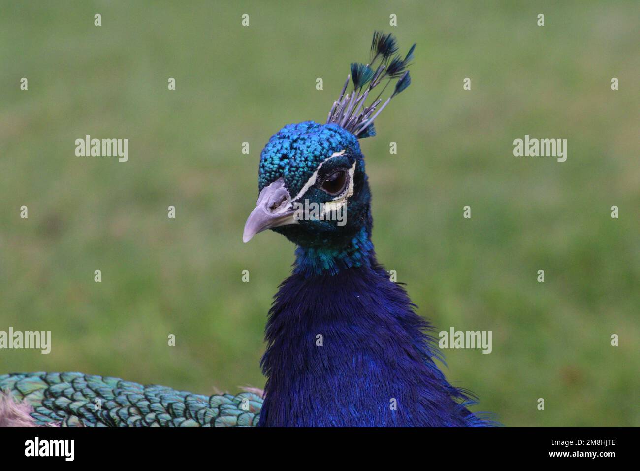 Peacock in close up Stock Photo - Alamy