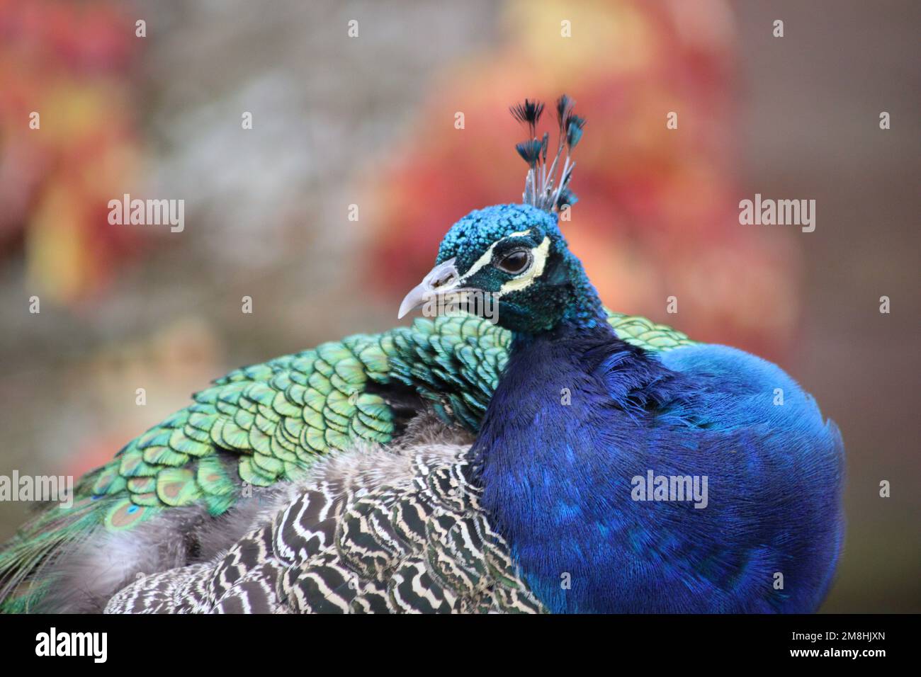 Peacock in close up Stock Photo - Alamy