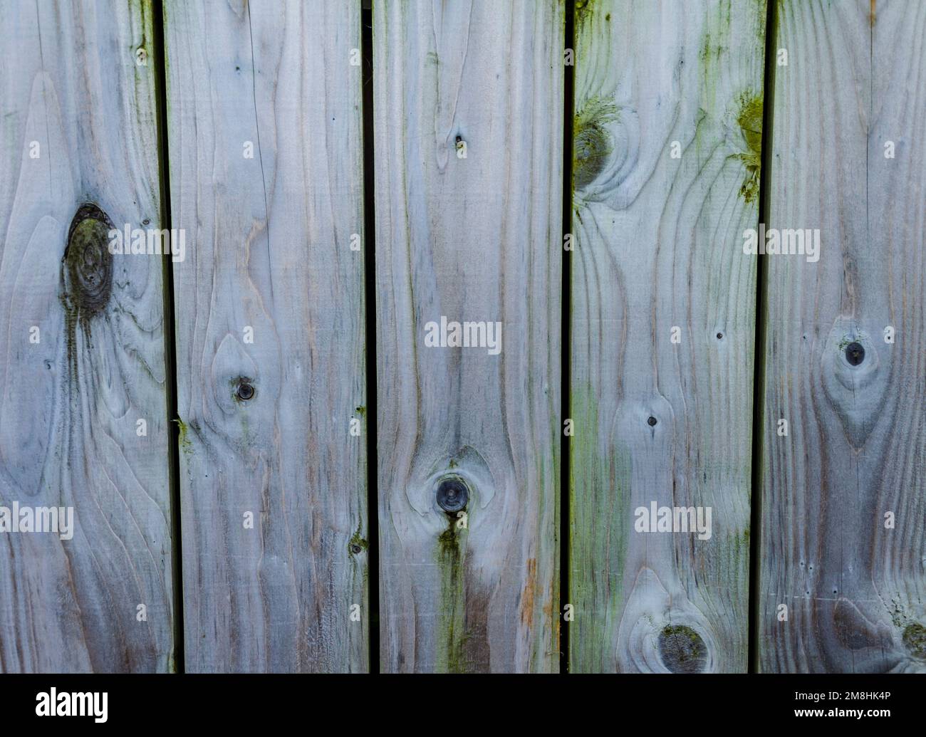 Old faded fence with algae and wood knots needing treatment Stock Photo
