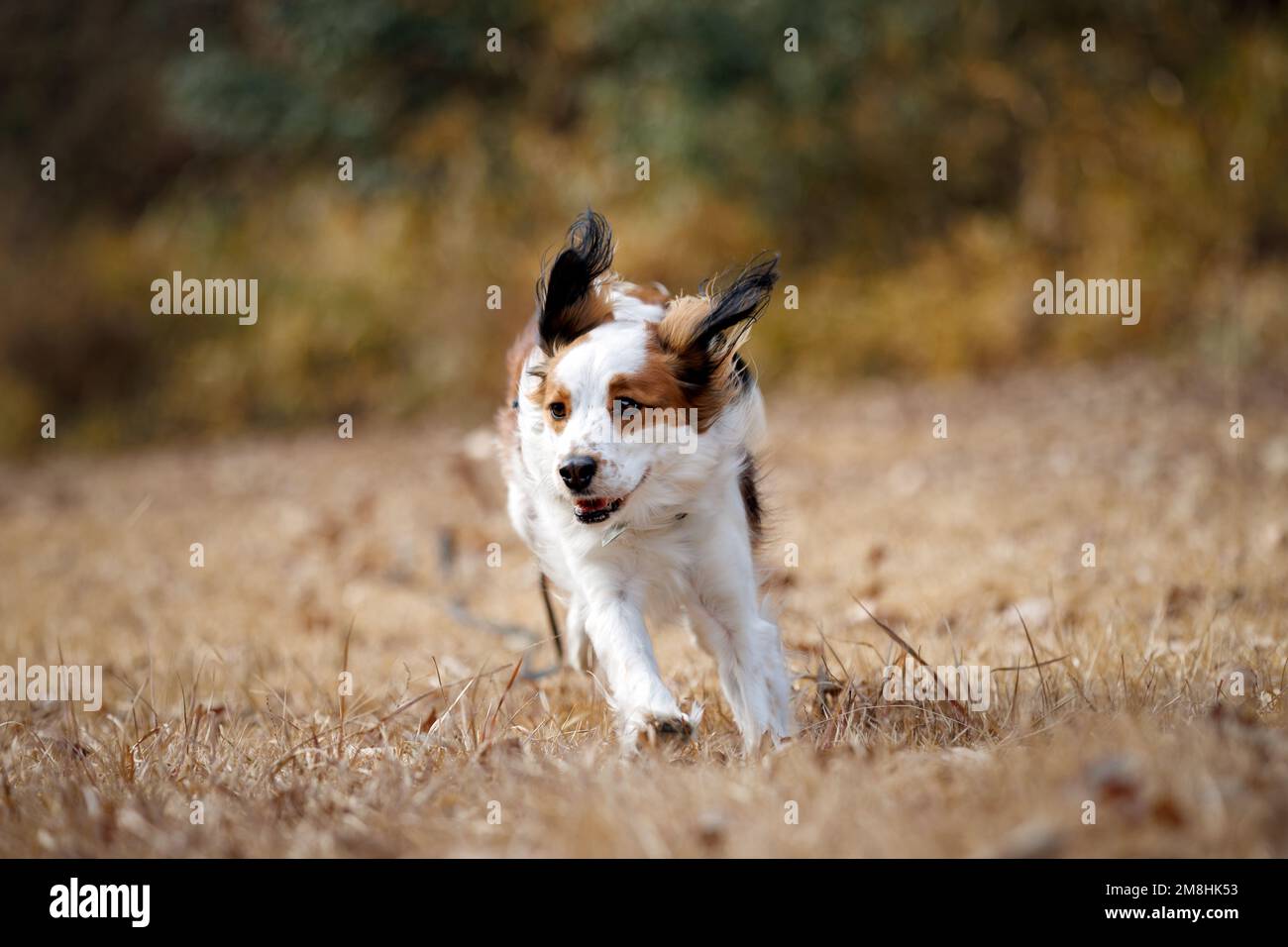 Happy purebred dog kooiker running towards the camera. Stock Photo