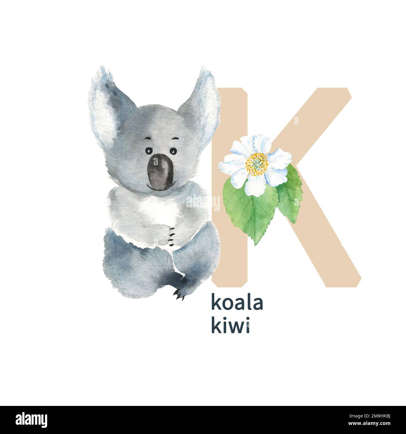 Koala portrait hand drawn sketch illustration, Wild animals Stock