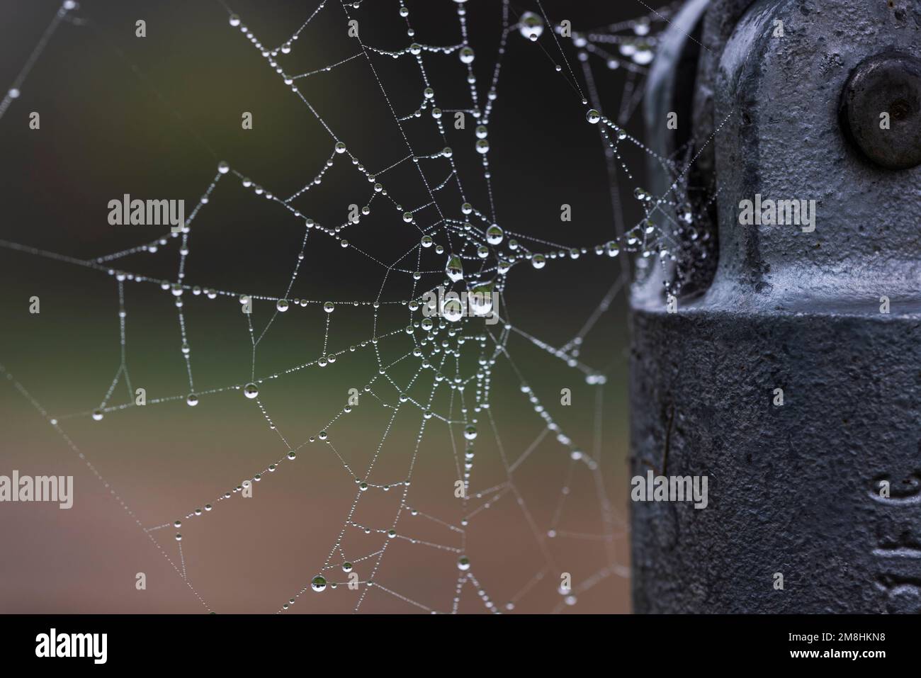 Cobweb with water droplets on the web Stock Photo
