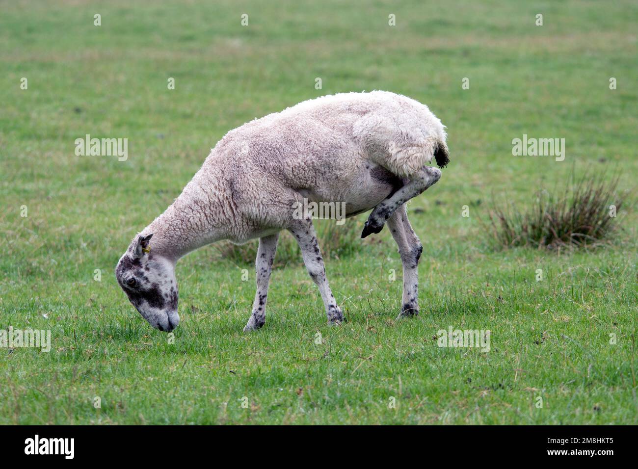 Foot health problems with sheep Stock Photo