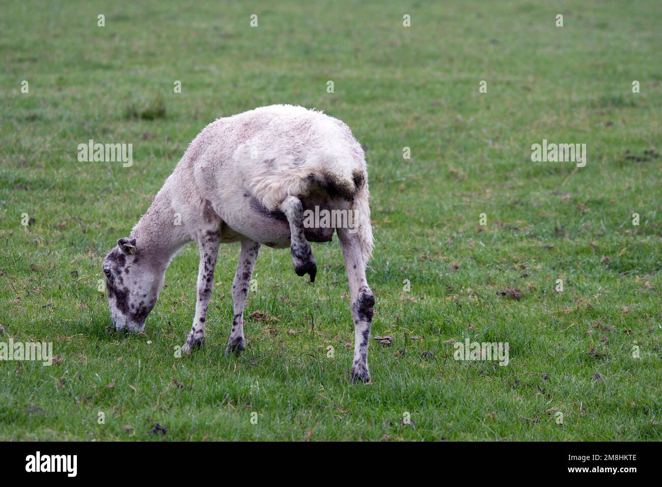 Foot health problems with sheep Stock Photo