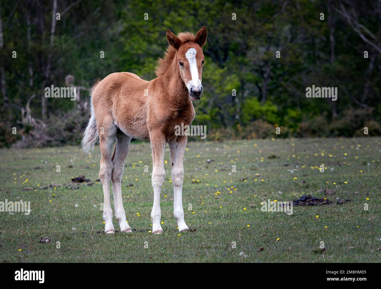 New Forest National Park, Hampshire, UK.  Commoners ponies running free across the forest. Stock Photo