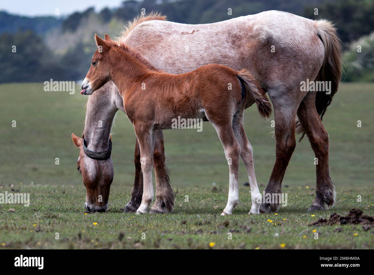 New Forest National Park, Hampshire, UK.  Commoners ponies running free across the forest. Stock Photo