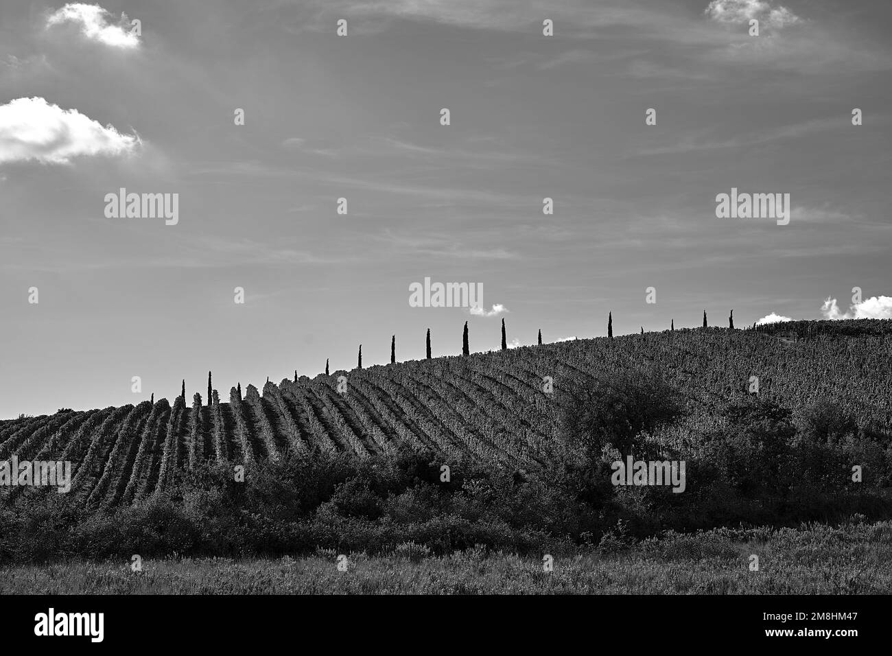 Grapevine plantations Black and White Stock Photos & Images Alamy