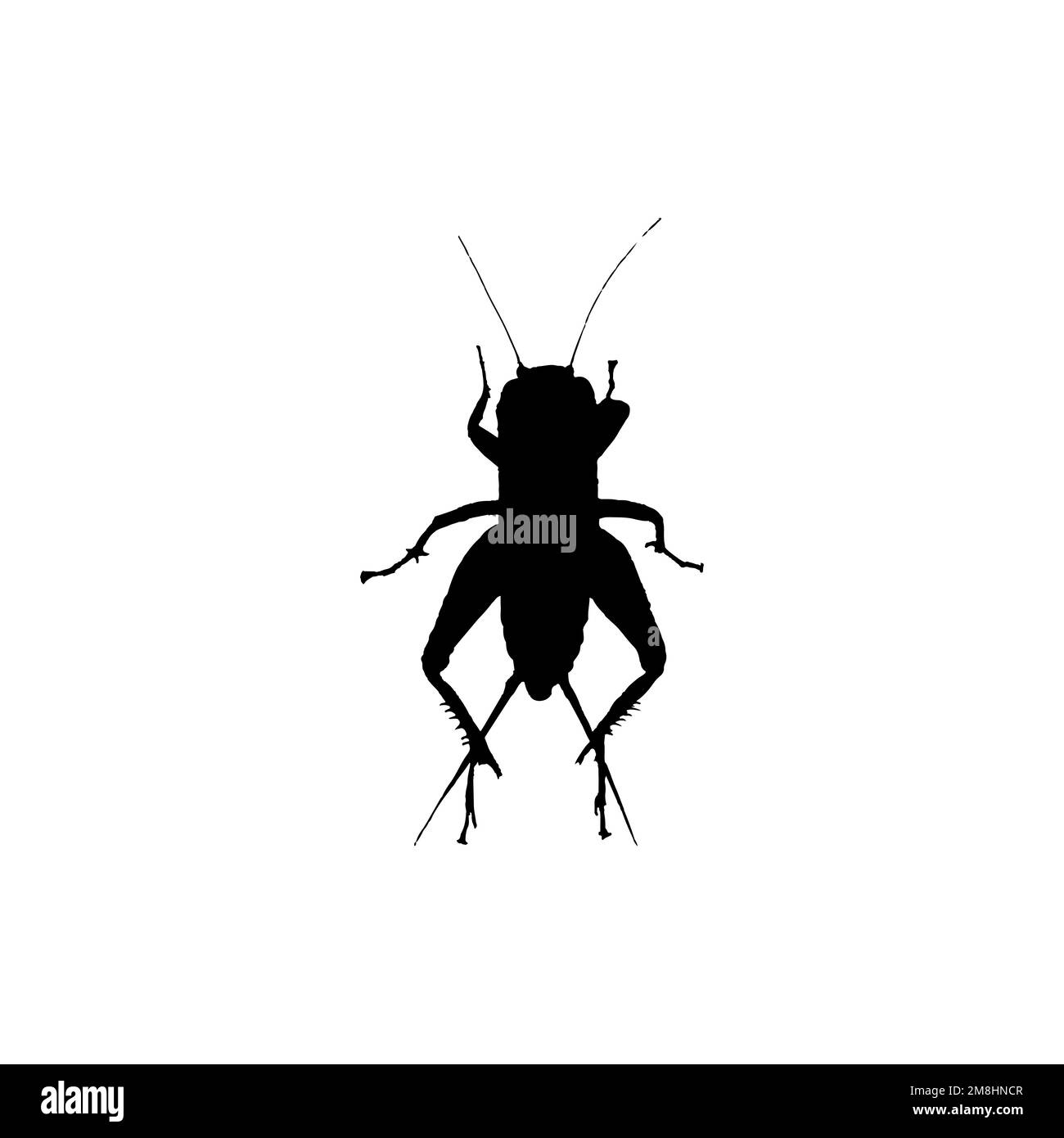 Cricket insect icon. Simple style insect science poster background symbol. Cricket insect brand logo design element. Cricket insect t-shirt printing. Stock Vector