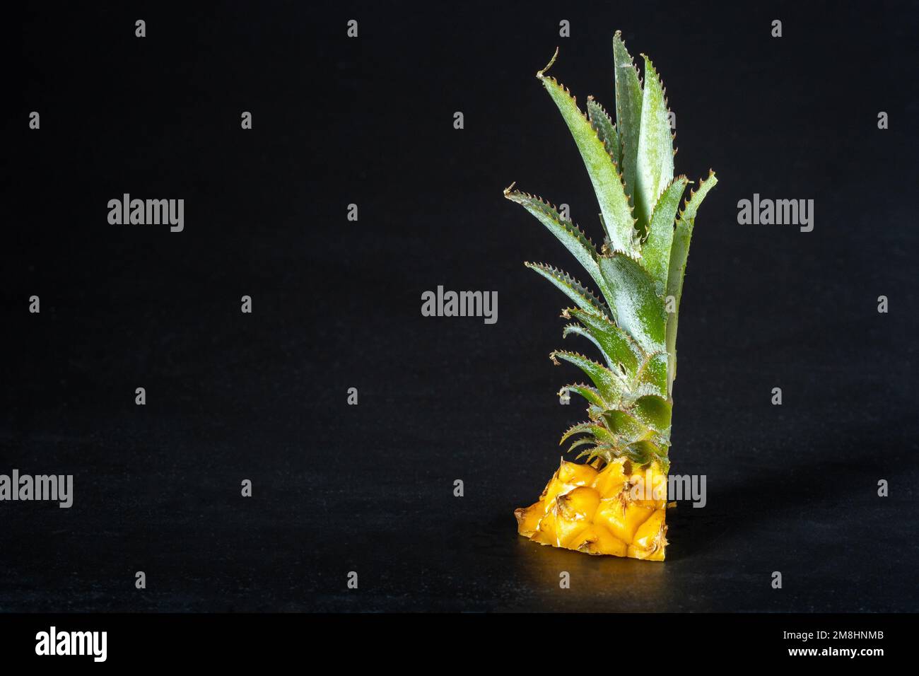 Ripe mini baby pineapple over dark background. Stock Photo