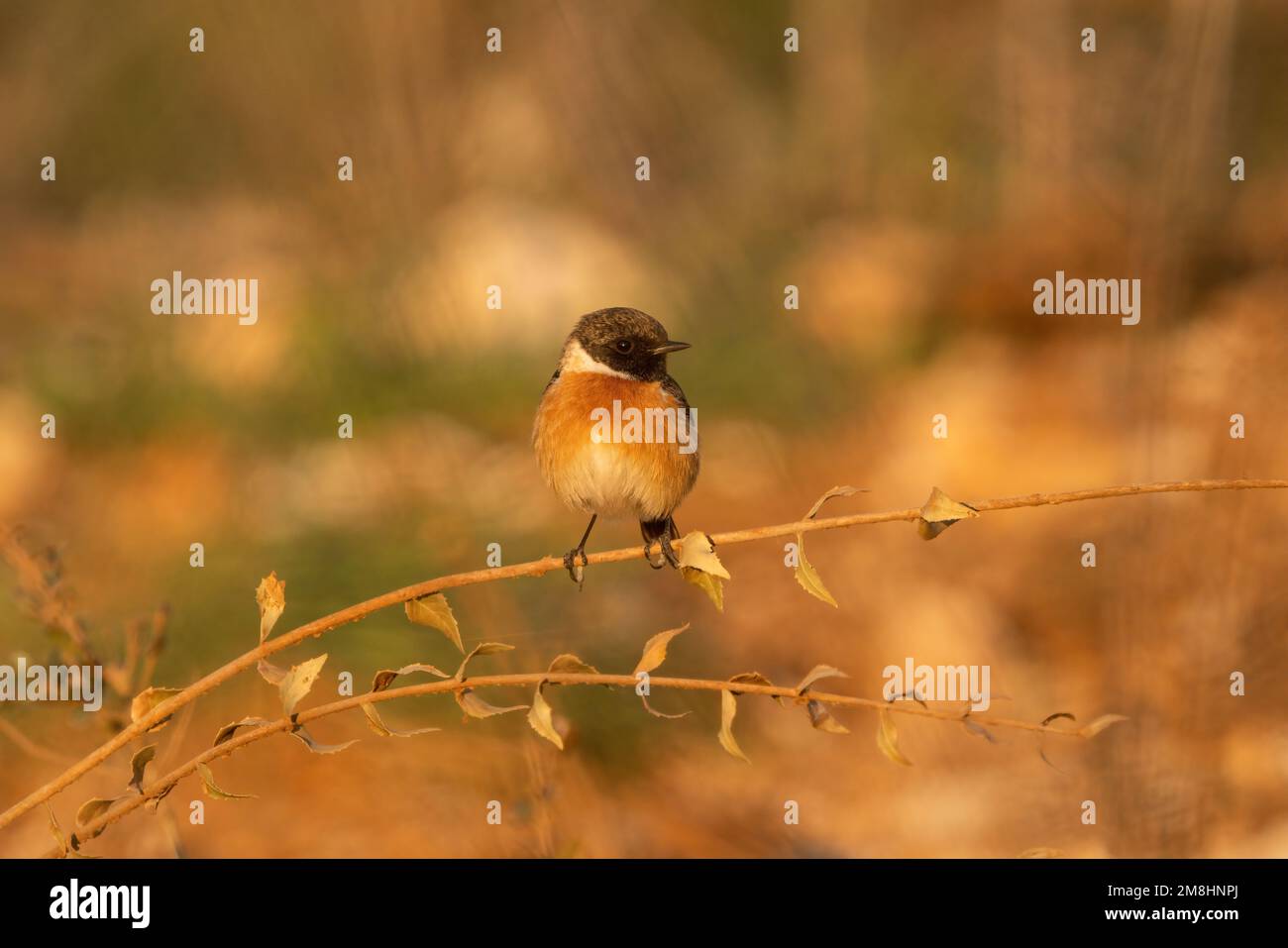 The European stonechat (Saxicola rubicola) is a small passerine bird that was formerly classed as a subspecies of the common stonechat. Stock Photo