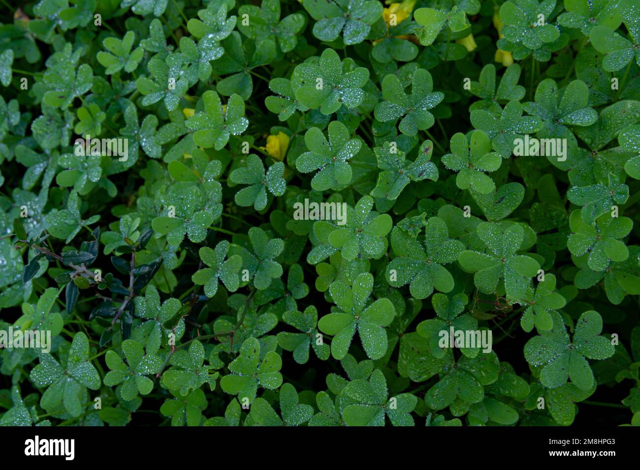 Close-up of green clovers with dewdrops, Marsilea quadrifolia, on the island of Mallorca, Spain Stock Photo