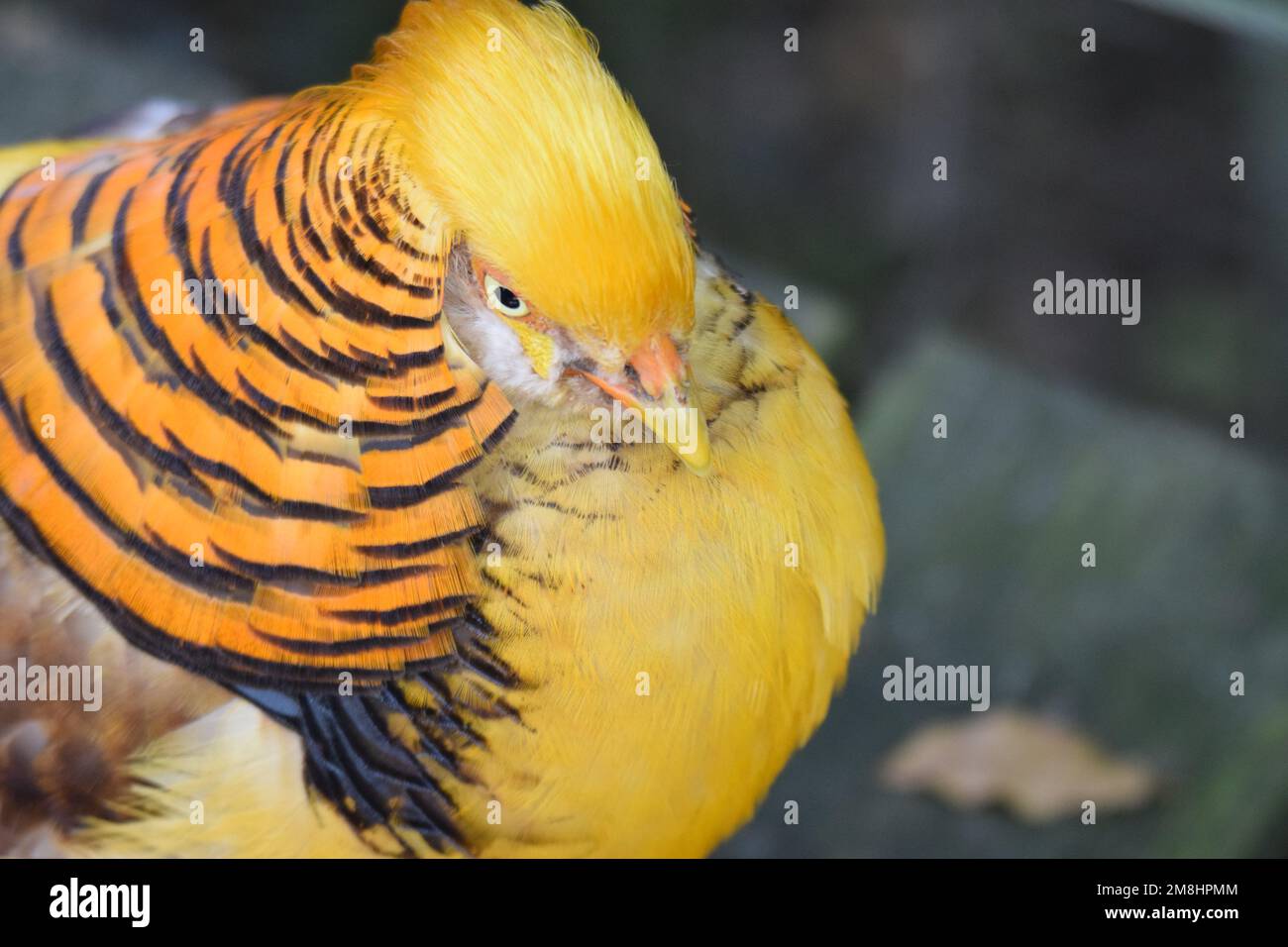 Beautiful Golden Pheasant native to China, close-up of face and head, showing concentric circles and yellow / gold crest. Stock Photo