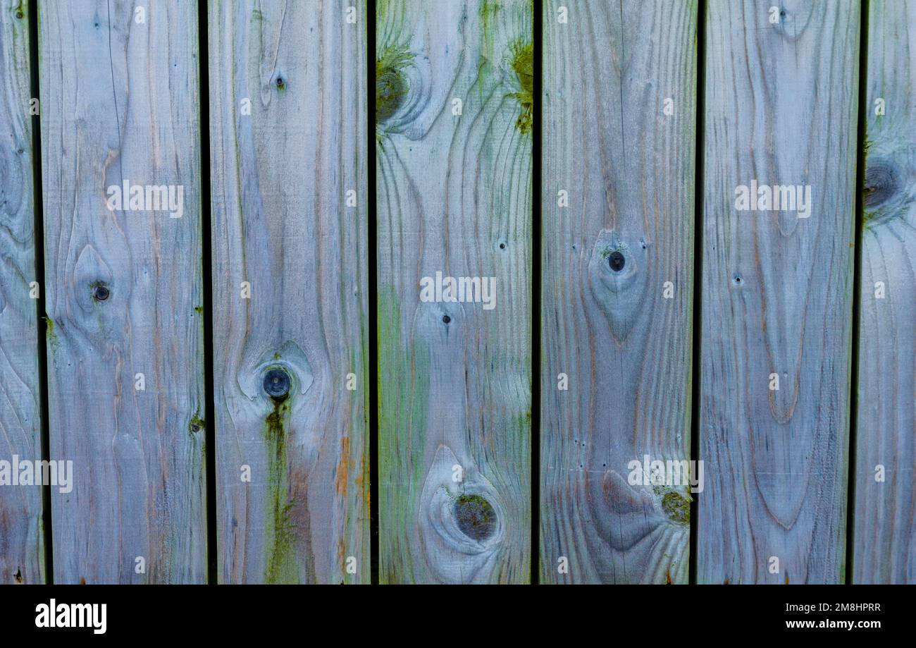 Old faded fence with algae and wood knots needing treatment Stock Photo