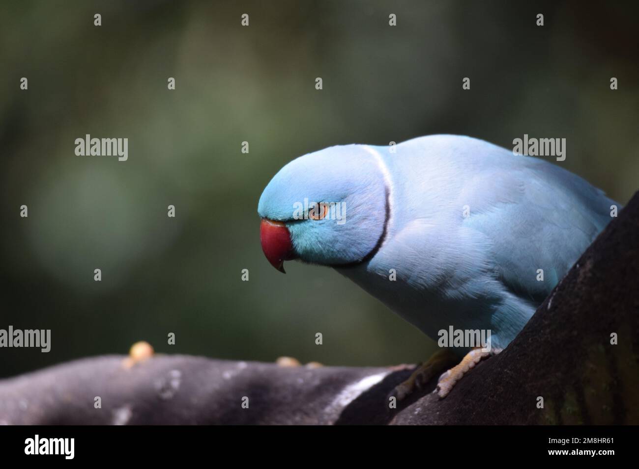 Blue Indian Ringneck parakeet, a colorful variation from the often green bird which is found in Europe, Singapore and South India. Stock Photo