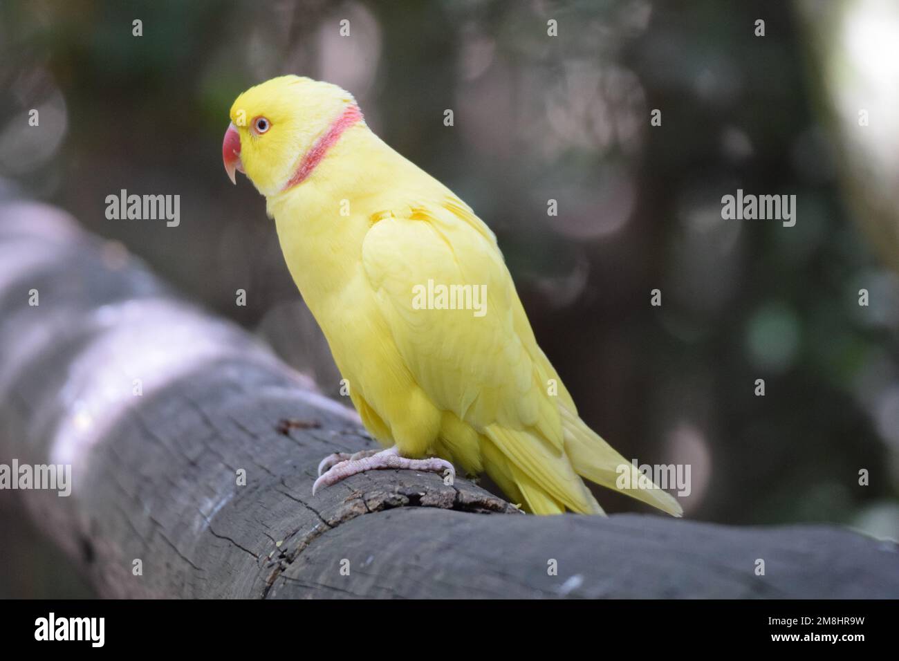 Bright yellow Indian Ringneck parakeet, a colorful variation from the often green bird which is found in Europe, Singapore and South India. Stock Photo