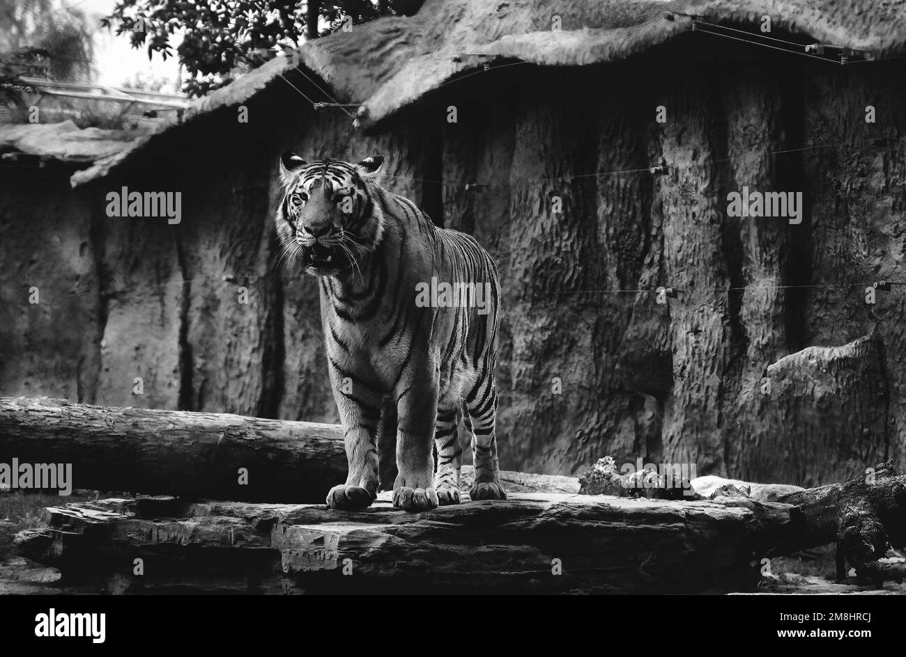 A grayscale of a growling tiger standing on a stone in a wildlife preserve Stock Photo