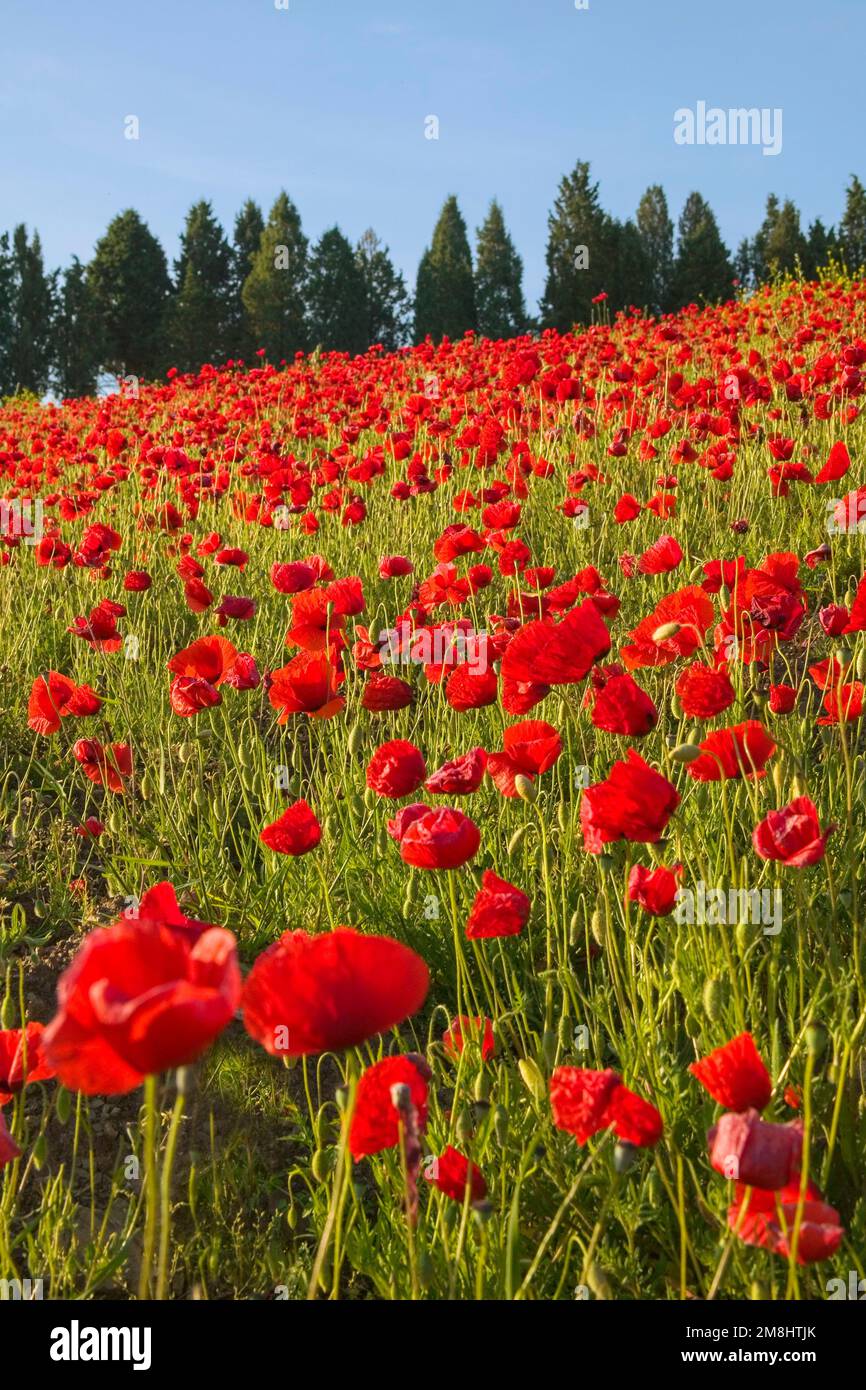 Tuscan countryside with poppies hi-res stock photography and images - Alamy