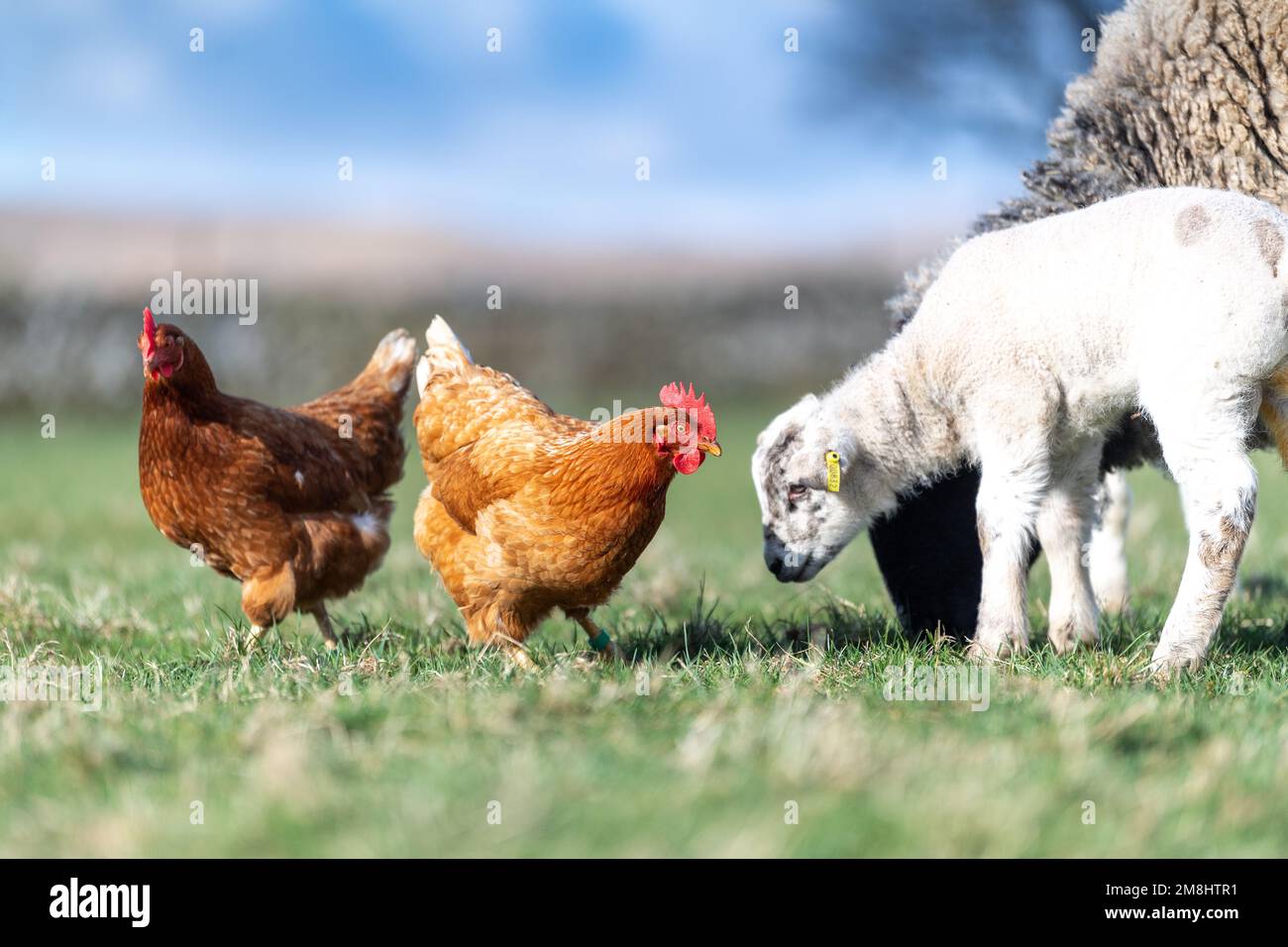 Free range hens in among a flock of ewes and lambs after they have been fed, looking for bits of extra food to peck up. North Yorkshire, UK Stock Photo