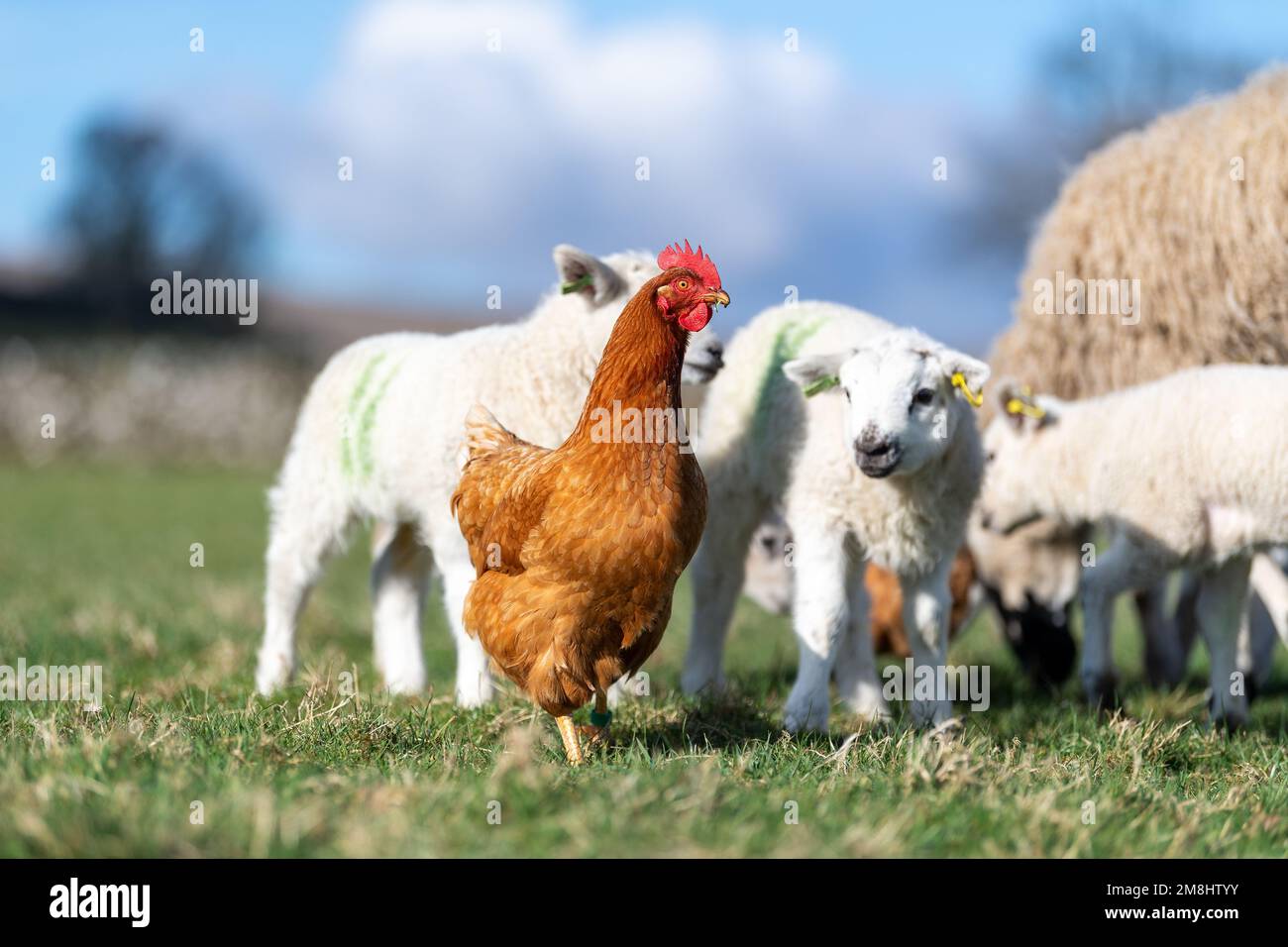 Free range hens in among a flock of ewes and lambs after they have been fed, looking for bits of extra food to peck up. North Yorkshire, UK Stock Photo