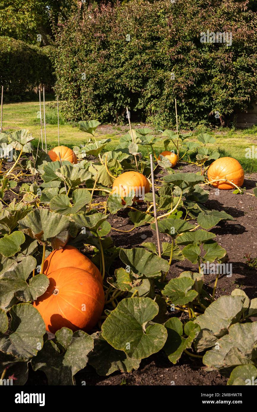 Ripe pumpkins in autumn Stock Photo