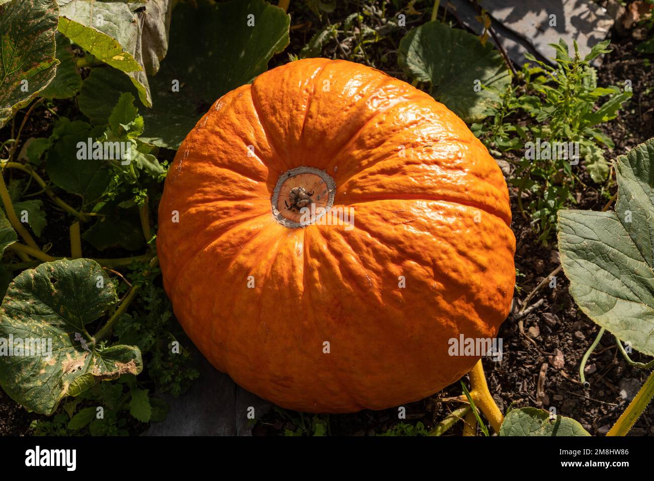 Ripe pumpkin in autumn Stock Photo