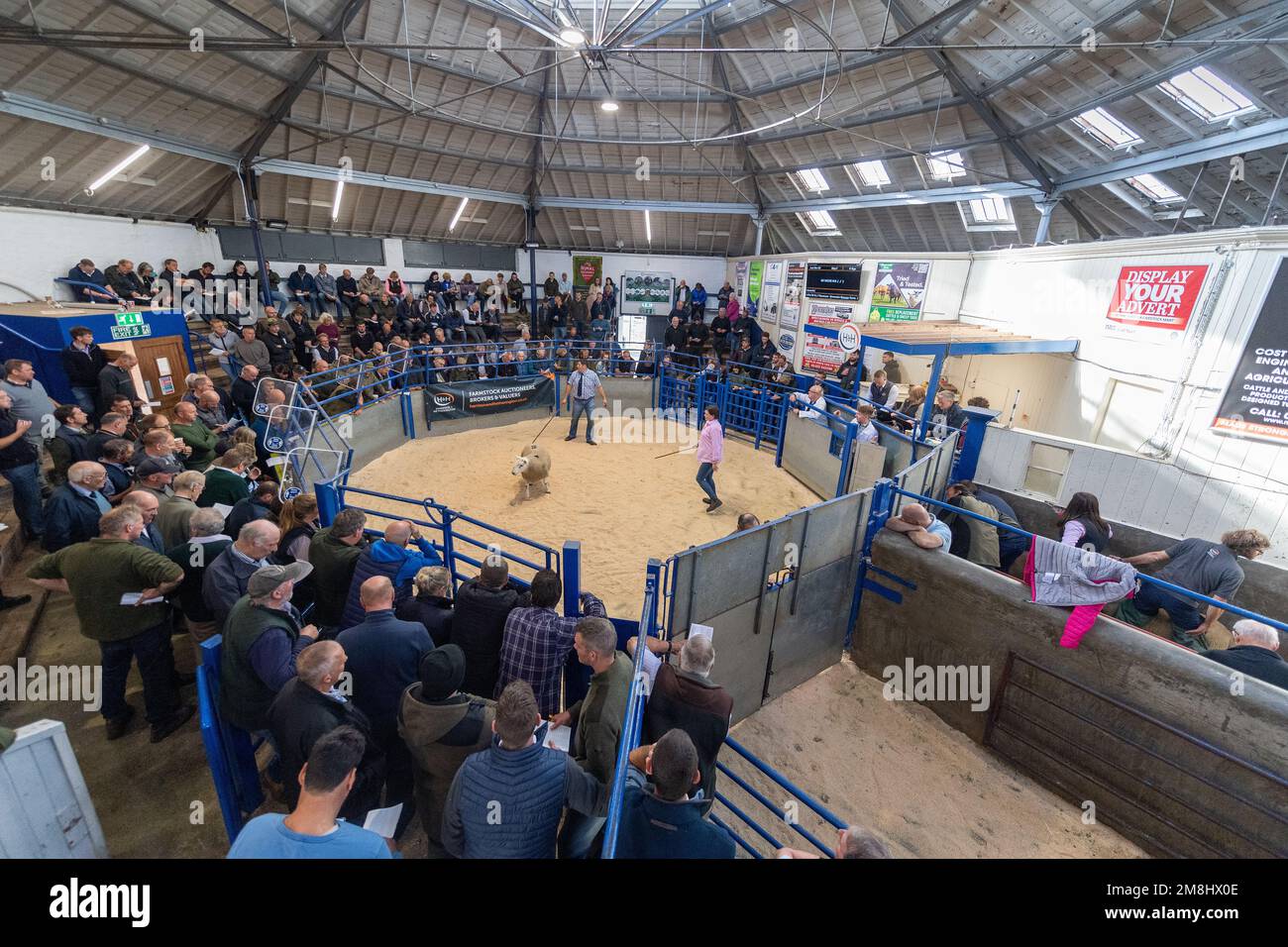 North Country Cheviot, Hill Type, ram sale at Lockerbie Livestock