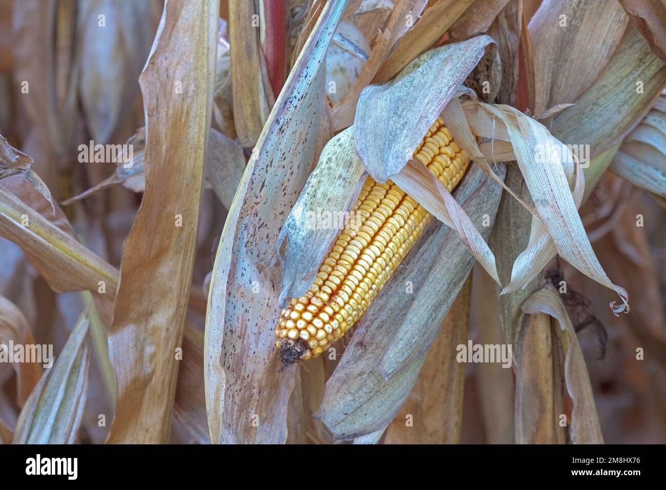 An golden ear of corn still on a stalk waits to be harvested for grain. Stock Photo