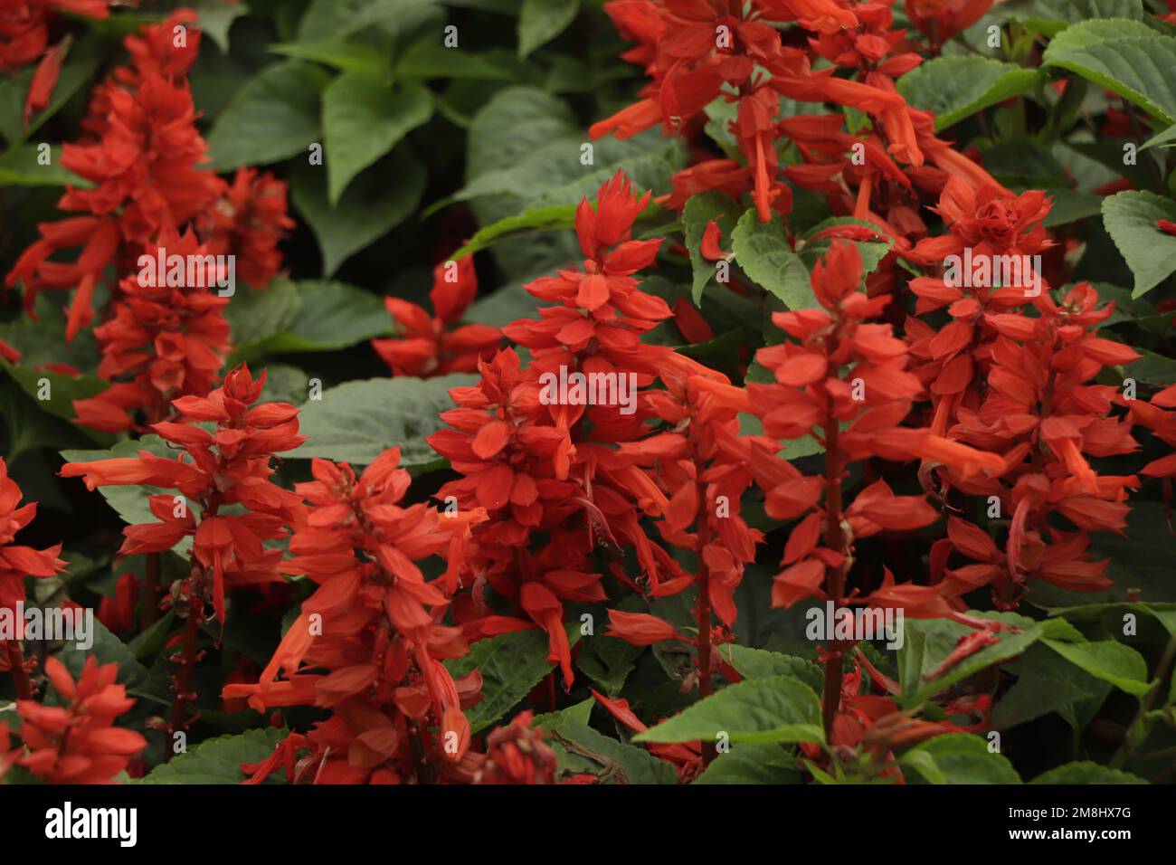Red Salvia Splendens, Red flower pot plants in the black tray Stock Photo