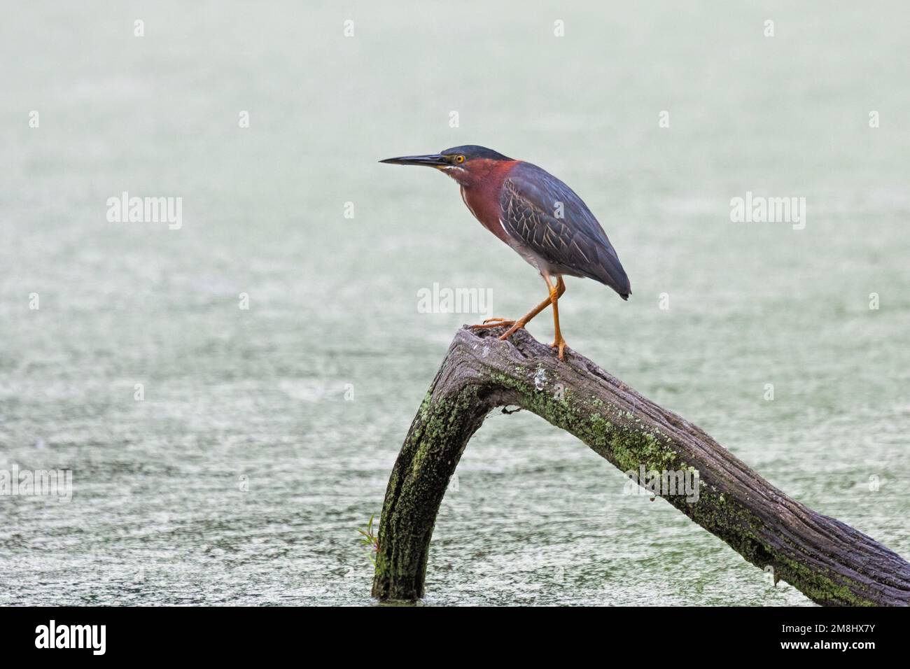 A green heron stands on a submerged log that is in a pond filled with duckweed Stock Photo