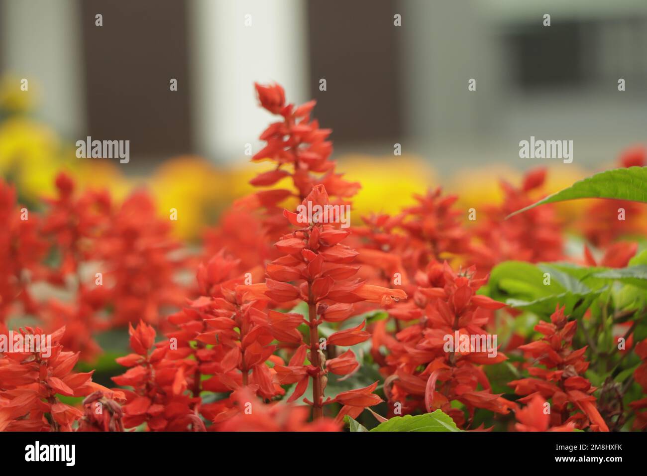 red salvia splendens closeup background Stock Photo