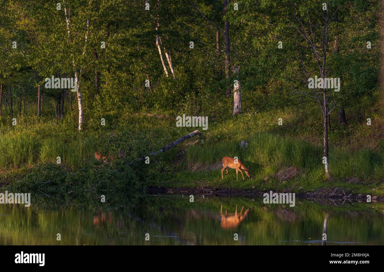 White-tailed does in northern Wisconsin. Stock Photo