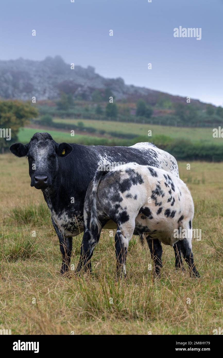 Herd of beef cattle on upland pastures with calves sired by a British ...