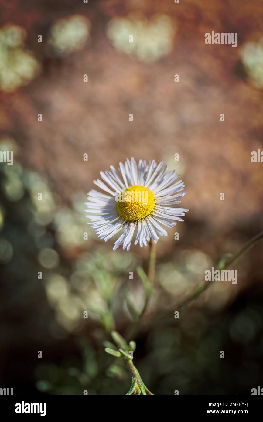 A white wildflower blooming in a field, blurred background Stock Photo