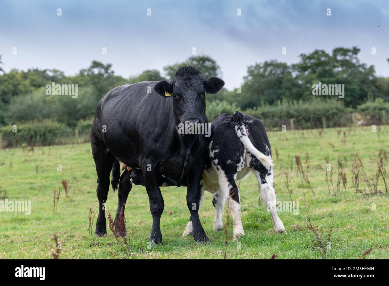 Herd of beef cattle on upland pastures with calves sired by a British ...