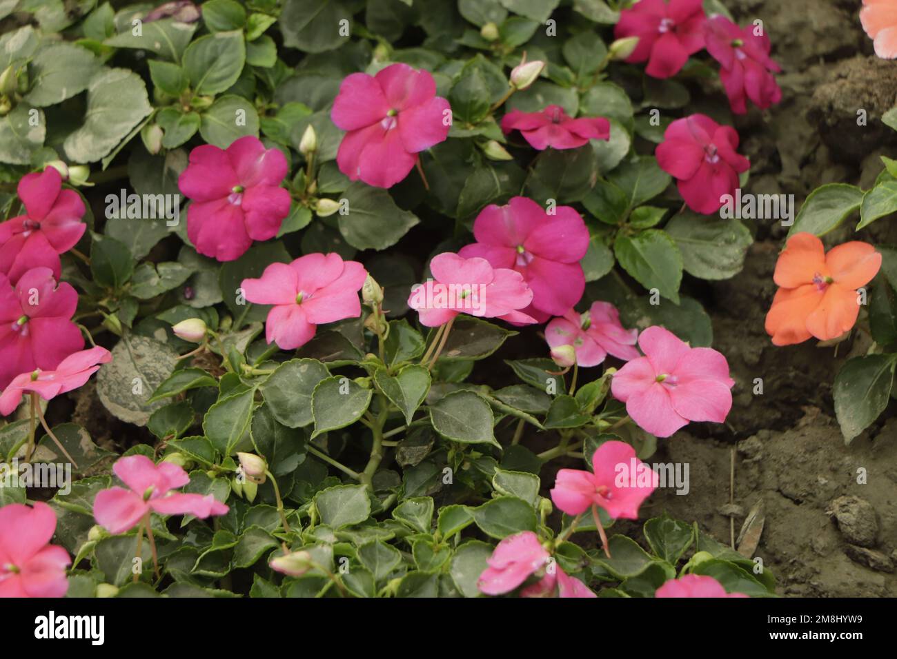 Impatiens hawkeri (New Guinea impatiens) flowers in front of coleus