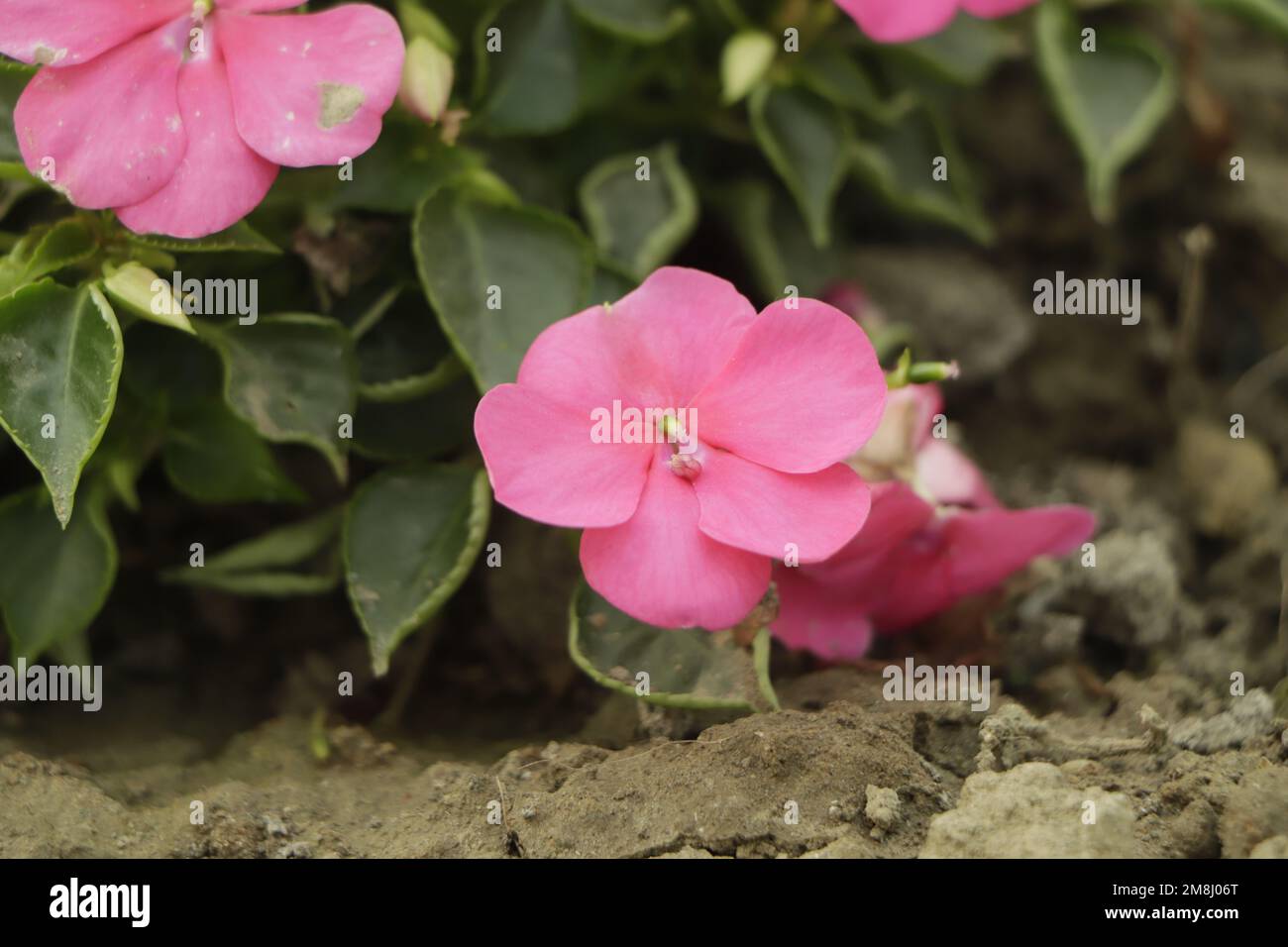 Bright pink impatiens hawkeri, the New Guinea impatiens, in bloom Stock Photo