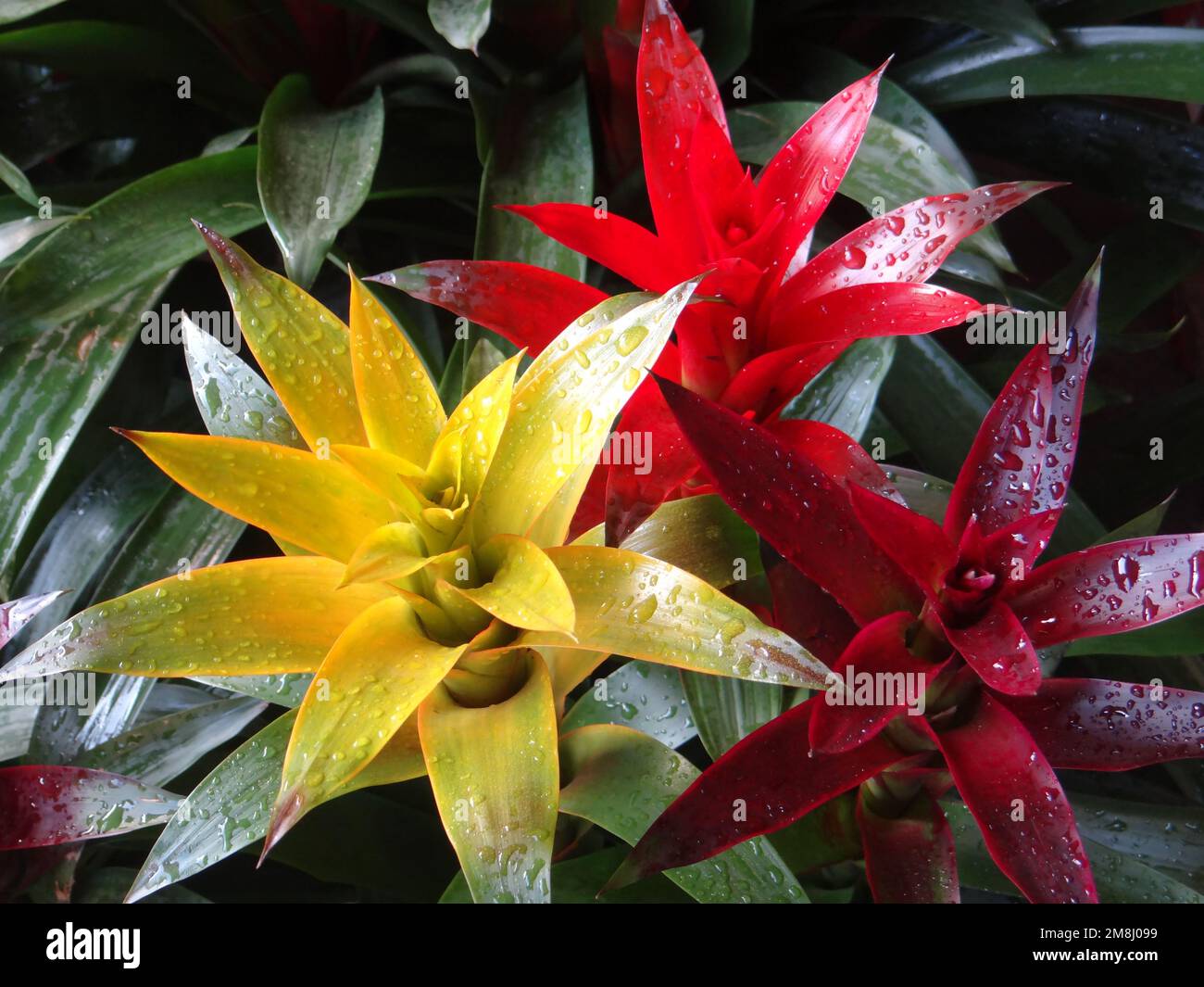 Yellow red wet leaves hi-res stock photography and images - Alamy