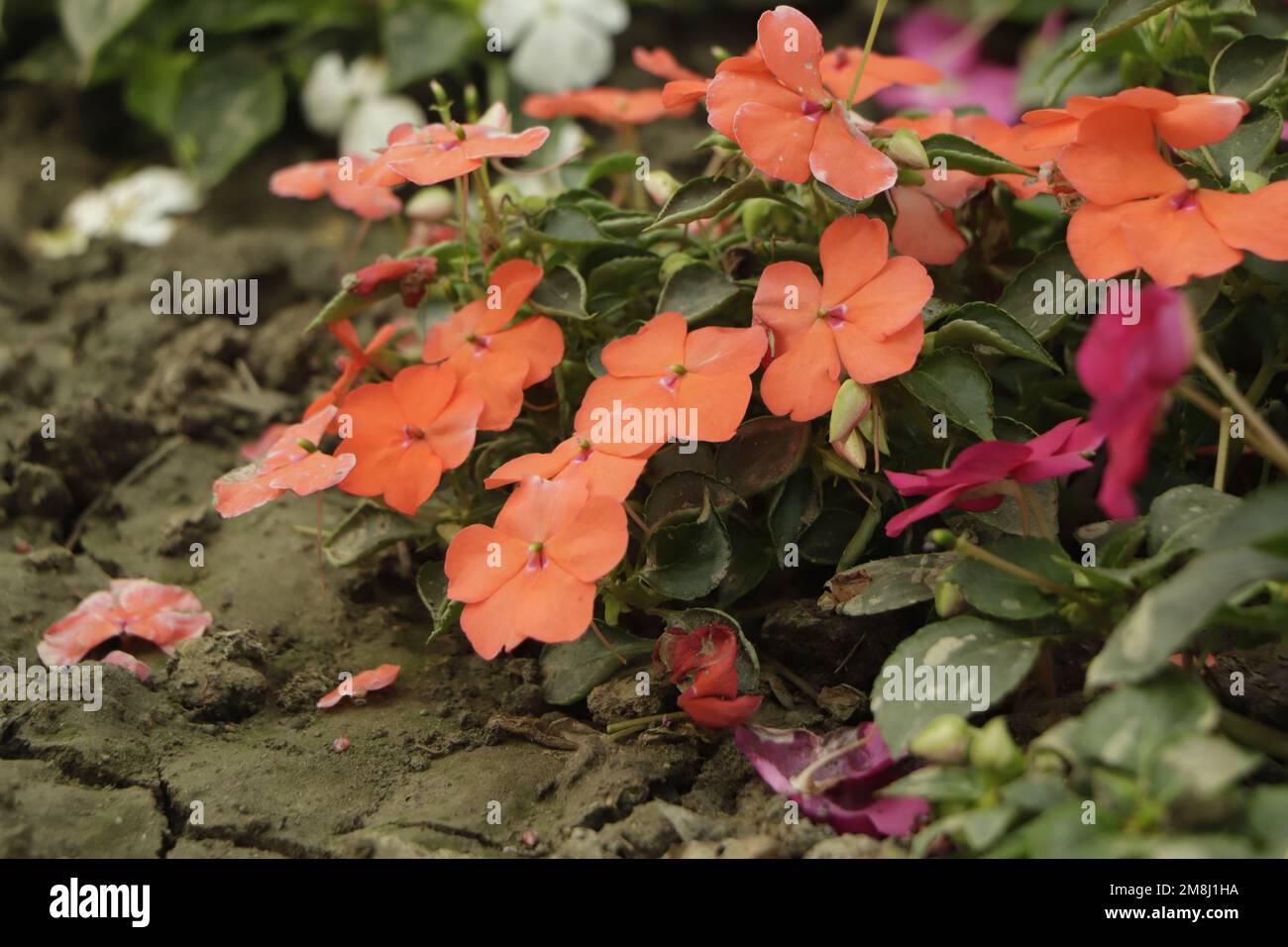 Red New Guinea impatiens flowers with dark foliage Stock Photo Alamy