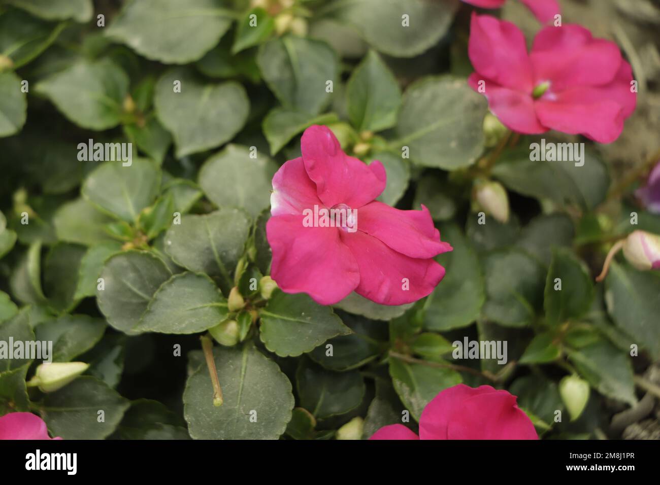 Bright pink impatiens hawkeri, the New Guinea impatiens, in bloom Stock Photo Alamy