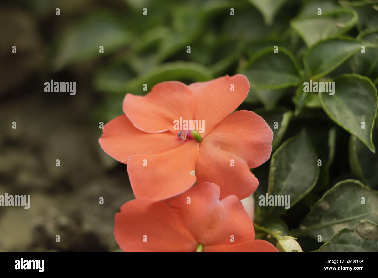 Blossoms in pink, orange, white or red. Summer flowers Impatiens walleriana. Stock Photo