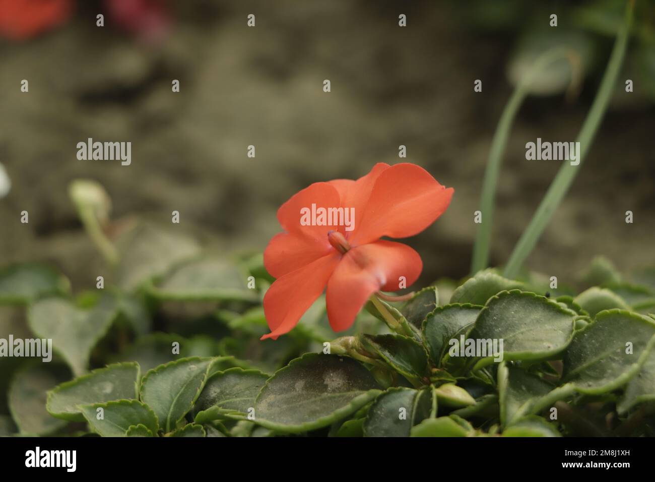 Red New Guinea impatiens flowers with dark foliage Stock Photo Alamy
