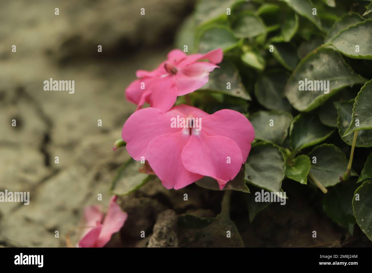 Impatiens hawkeri (New Guinea impatiens) flowers in front of coleus