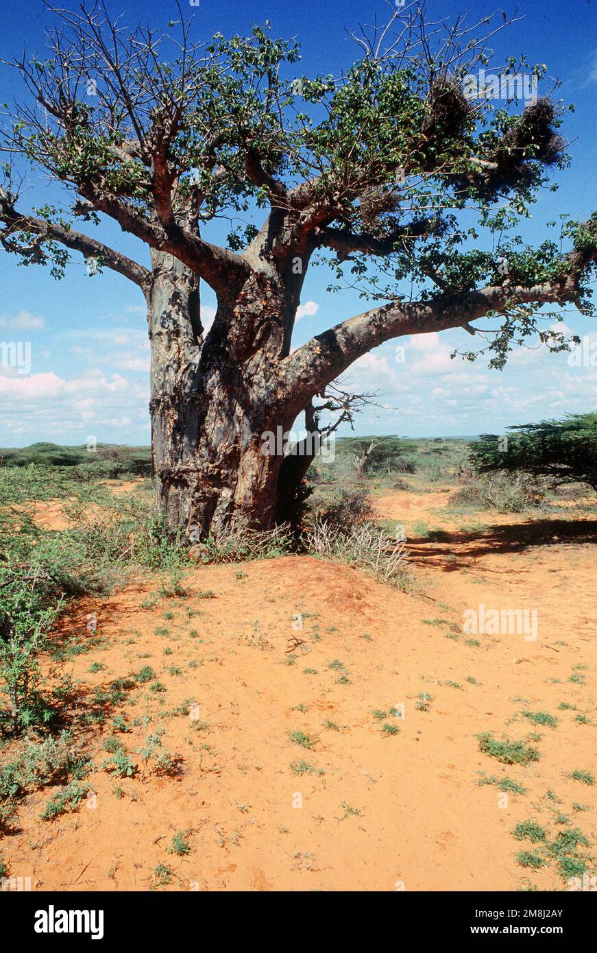 A scenic photograph of a tree near Kismayo, Somalia. Base: Kismayo Country: Somalia (SOM) Stock Photo