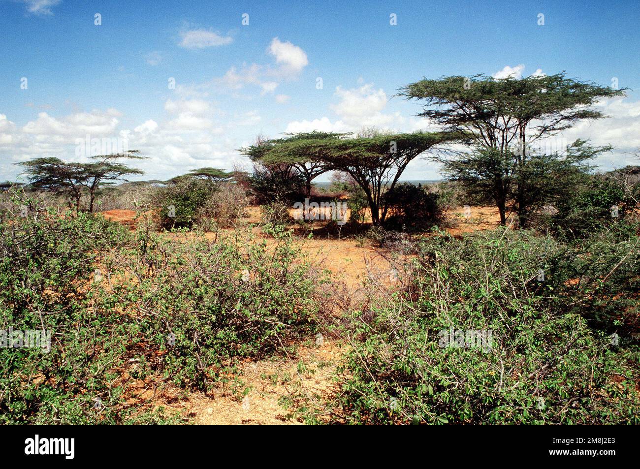 A view of scenic greenery near Kismayo, Somalia. Base: Kismayo Country: Somalia (SOM) Stock Photo