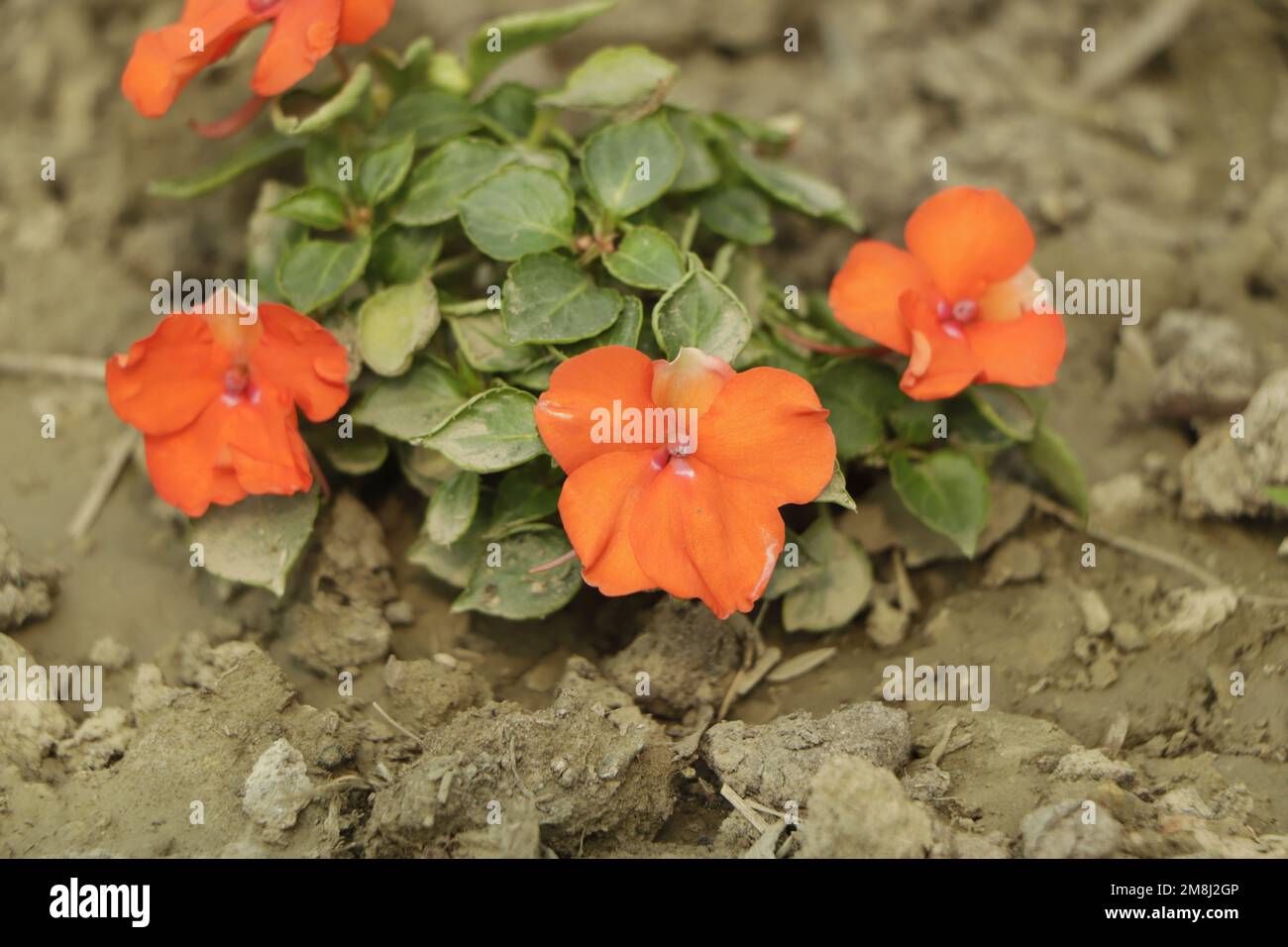 Beautiful Orange Sunpatiens Impatiens (Impatiens hybrida) Stock Photo